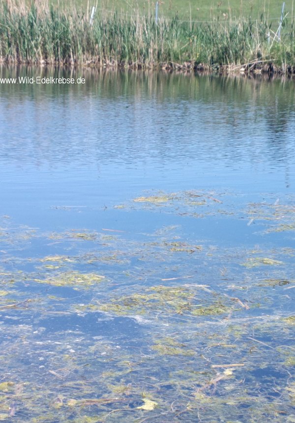 Der starke Ostwind bläst Algen und abgestorbene Pflanzenreste ans Westufer
